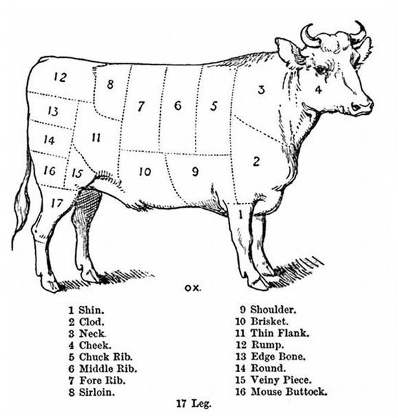 a diagram of the cow's body and its cuts, vintage line drawing or engraving