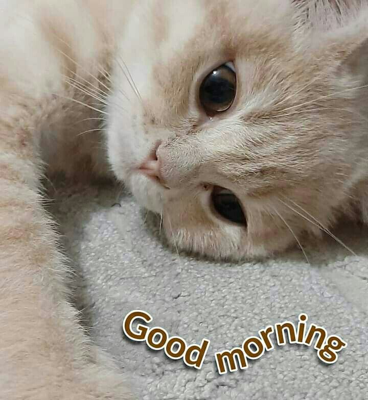 a white cat laying on top of a rug with the words good morning written below it