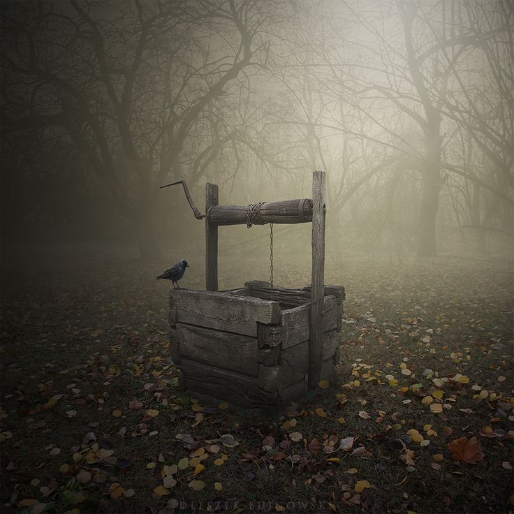 a bird is perched on top of a wooden box in the foggy forest with trees