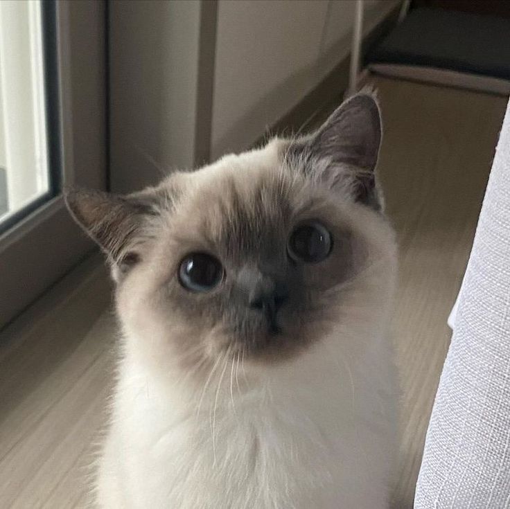 a white and gray cat sitting on the floor next to a window looking at the camera