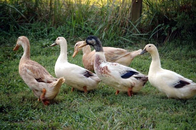 a group of ducks standing on top of a lush green field