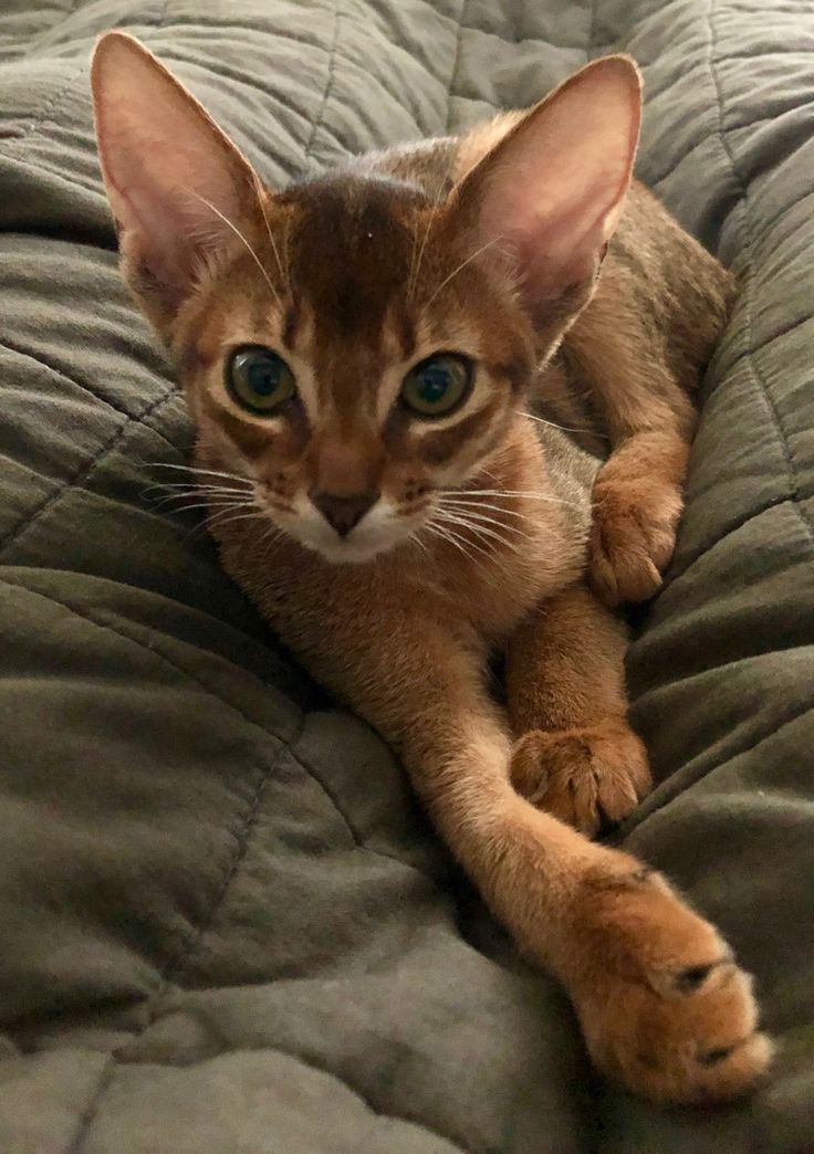 a cat laying on top of a bed next to a pillow with its paws up