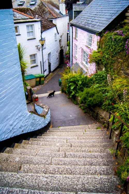 the cat is walking down the stairs in the village