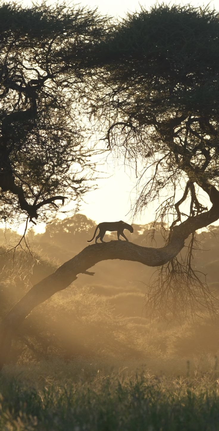 a leopard standing on top of a tree branch in the middle of a grassy field