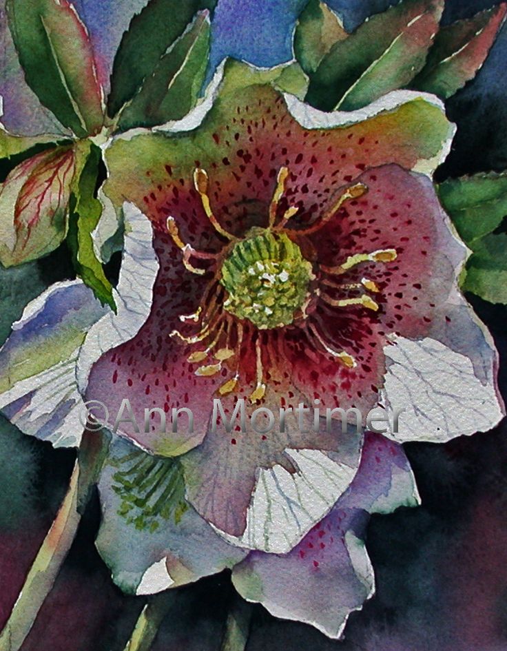 ann mortimer watercolor | Ann Mortimer's Painting Blog: Hellebores R Us! Canna Lillies, Ann Mortimer, February Flowers, Subject Of Art, Botanical Watercolor, Art Instructions, Botanical Drawings, Silk Painting, Botanical Illustration