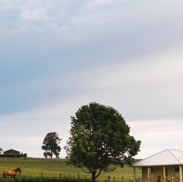 a horse grazing in a field next to a small house with a shed on the other side