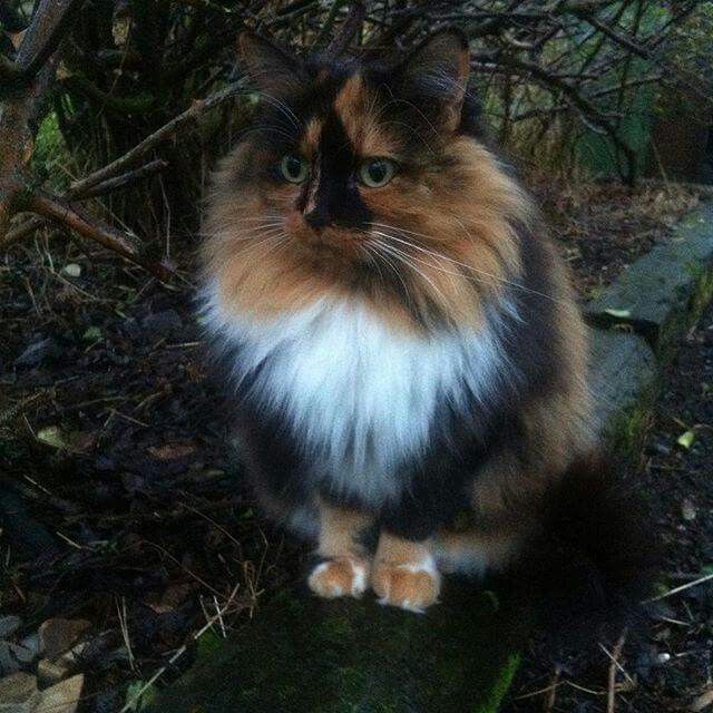 a fluffy cat sitting on top of a rock in the woods next to some trees