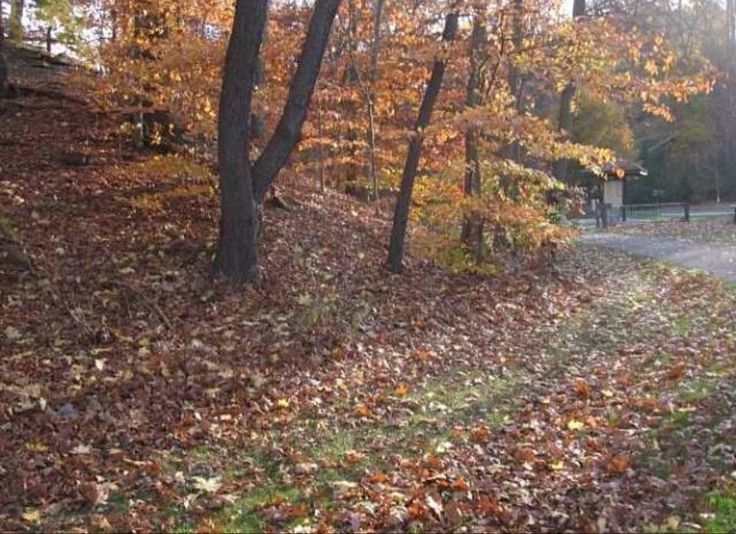 an empty road surrounded by trees and leaves