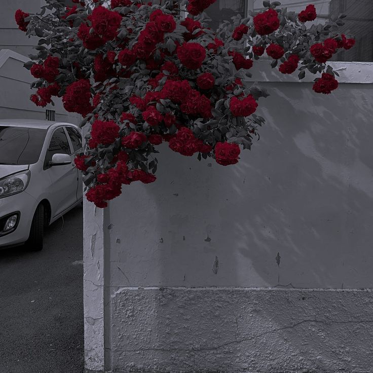 a car parked in front of a white building with red flowers on the tree branch