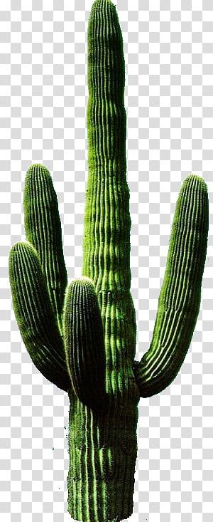 a large green cactus on a white background png clipart free for personal use