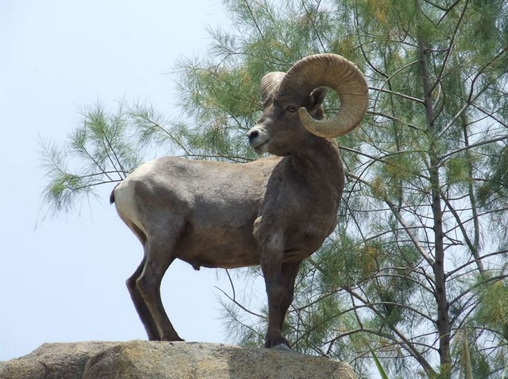 a ram is standing on top of a rock