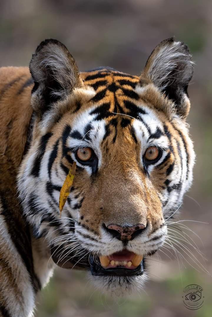 a close up of a tiger's face with it's mouth open