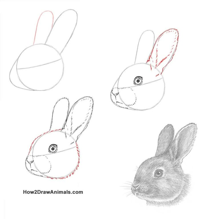 how to draw a rabbit's head in three easy steps step by step instructions