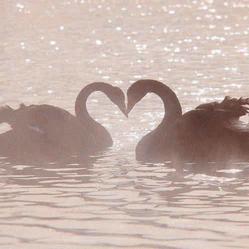 two swans in the water making a heart shape with their beaks as they swim