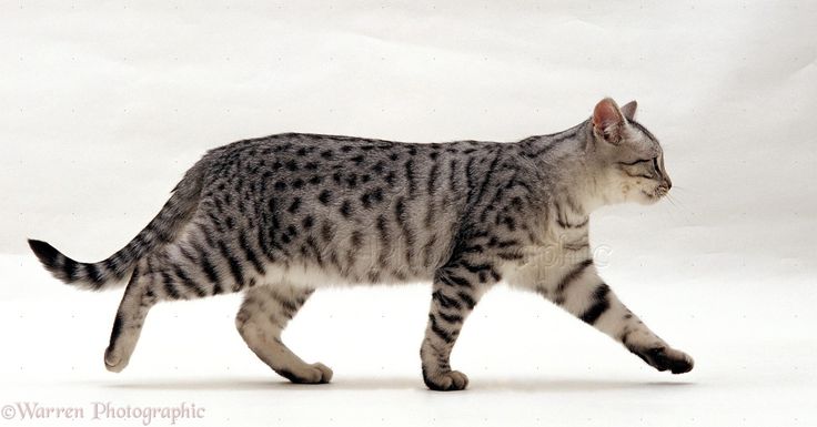 a striped cat walking across a white background