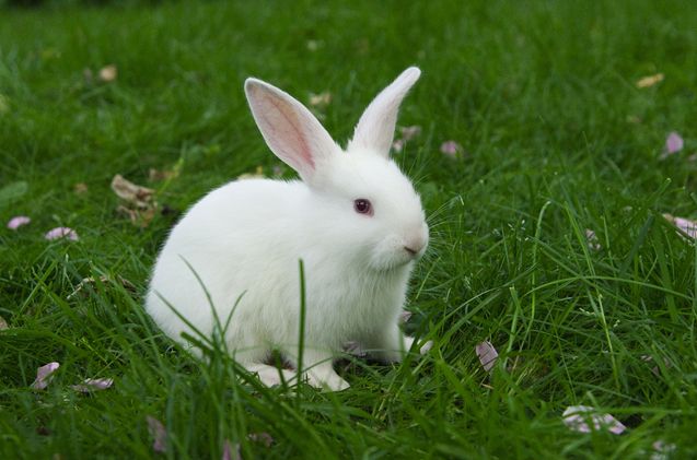 a small white rabbit sitting in the grass