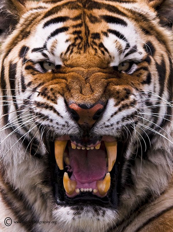 a tiger with its mouth open showing teeth