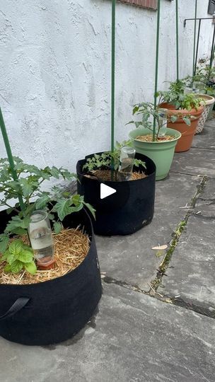 several potted plants are lined up on the sidewalk