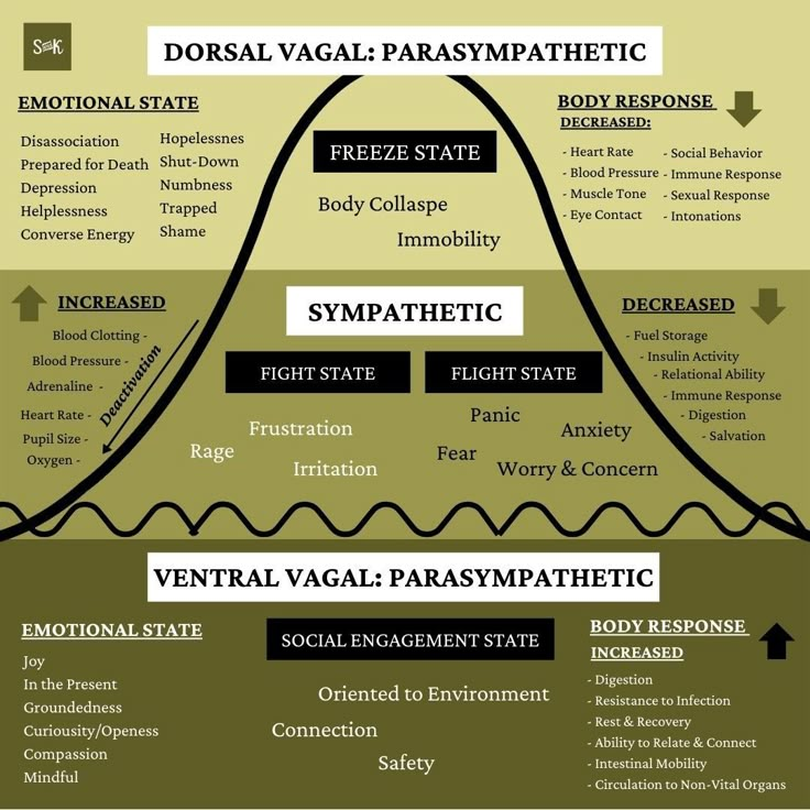 Dorsal Vagal, Dysregulated Nervous System, Nervous System Anatomy, Sympathetic Nervous System, Polyvagal Theory, Nervus Vagus, Parasympathetic Nervous System, Counseling Psychology, Autonomic Nervous System