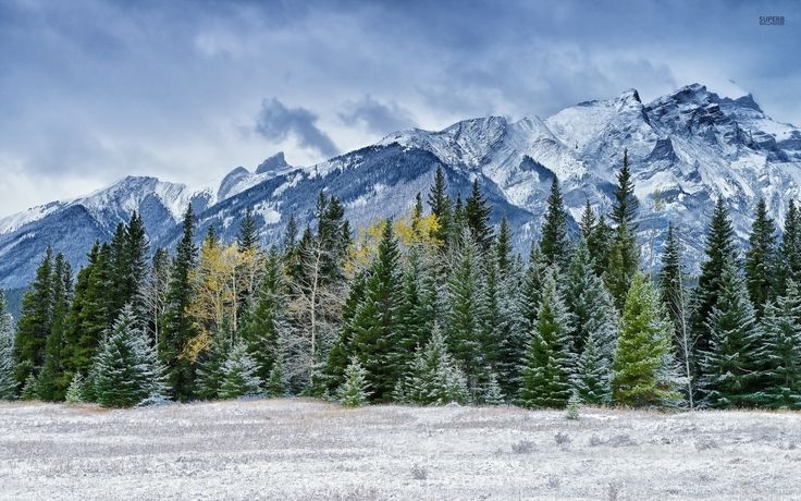 the mountains are covered with snow and trees in the foreground is an empty field