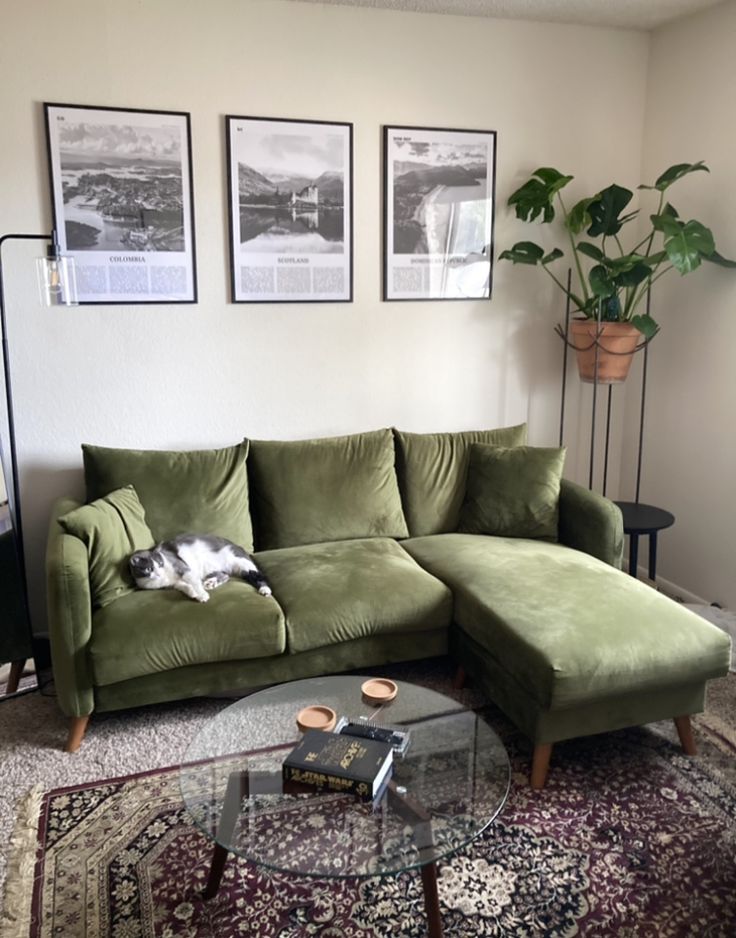 a green couch with a cat sleeping on it's back in front of three framed pictures