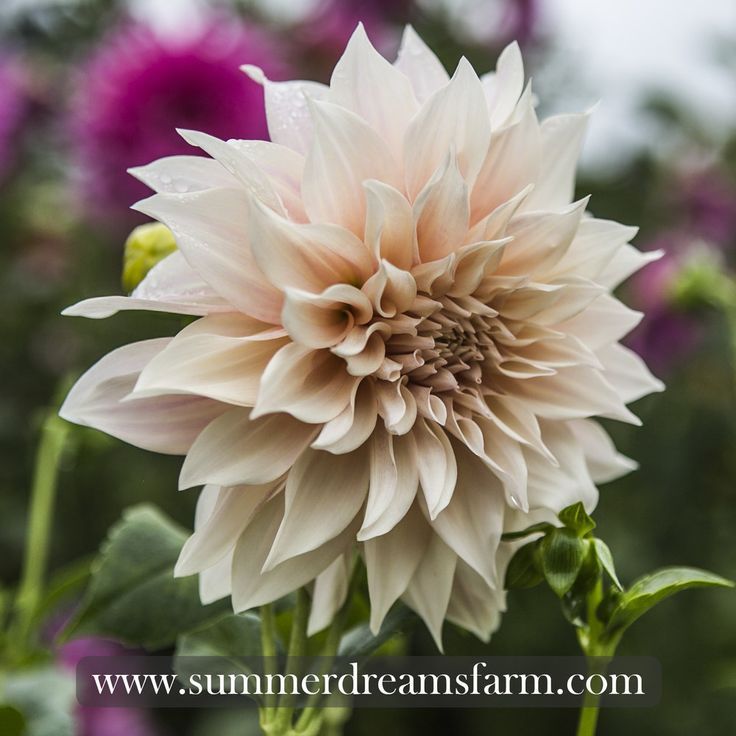 a large white flower sitting on top of a green leafy plant with purple flowers in the background