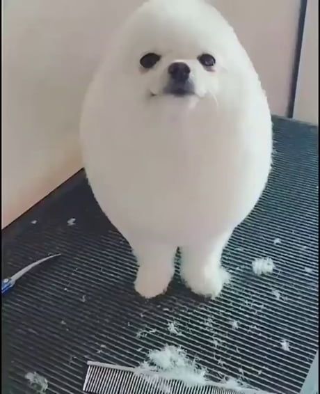 a white dog standing on top of a metal grate