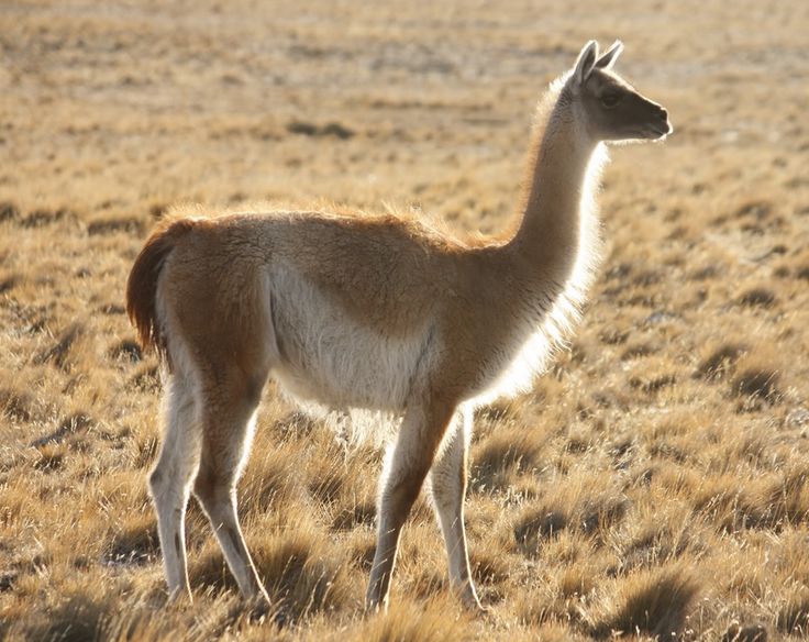 an alpaca standing in the middle of a field