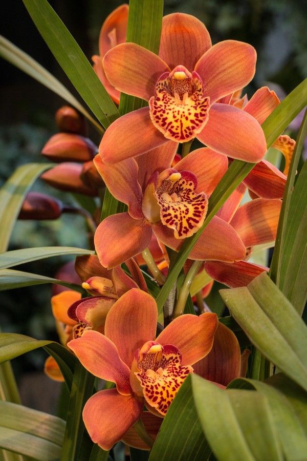 an orange and yellow flower with green leaves