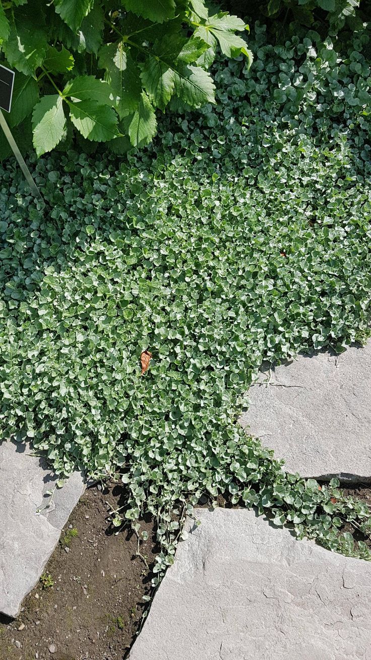 a patch of green plants growing in the ground