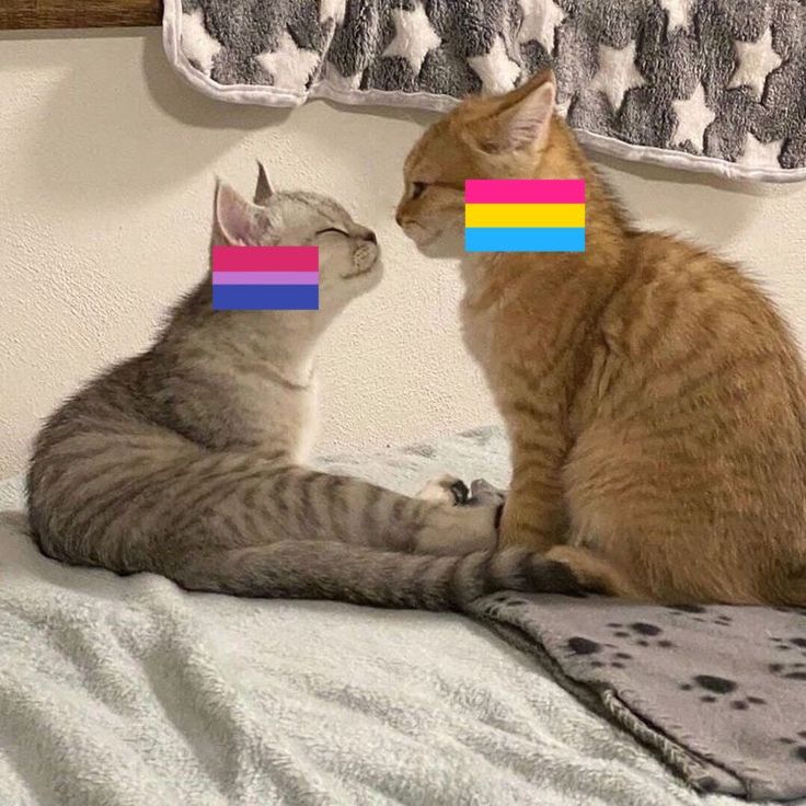 two cats are sitting on a bed and one is looking at the other cat's reflection