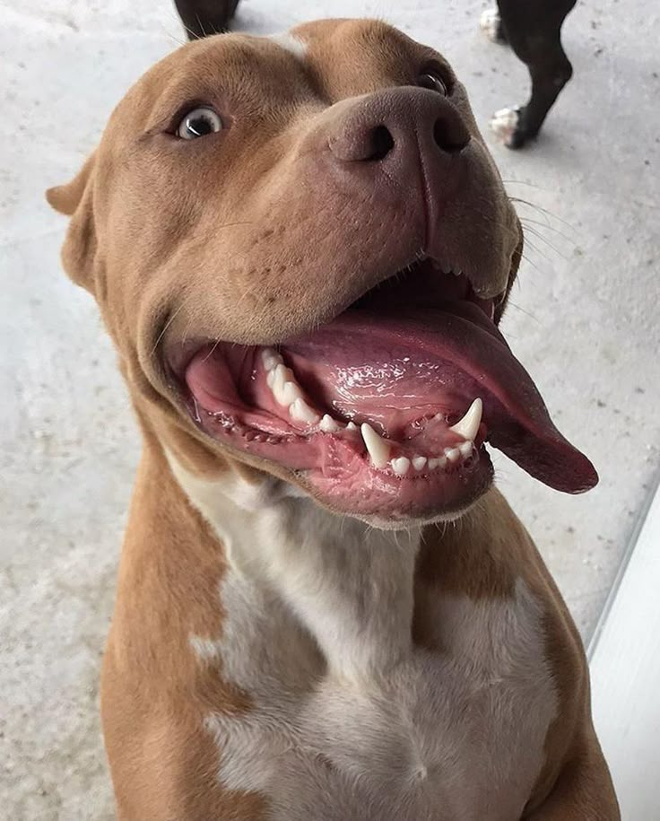 a brown and white dog with it's mouth open looking up at the camera