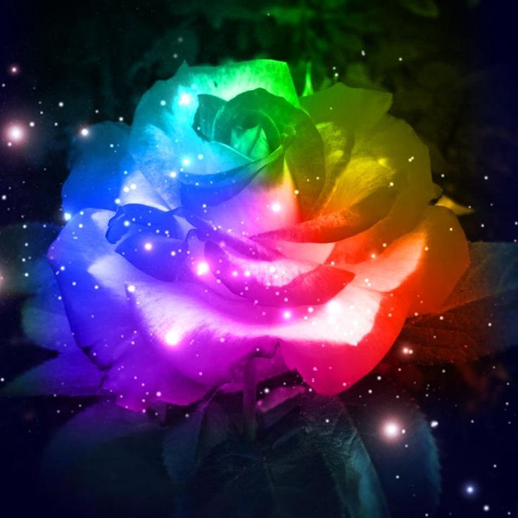 a rainbow colored rose with stars in the background