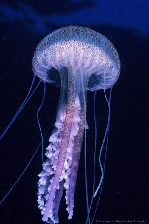 a jellyfish swimming in the water at night