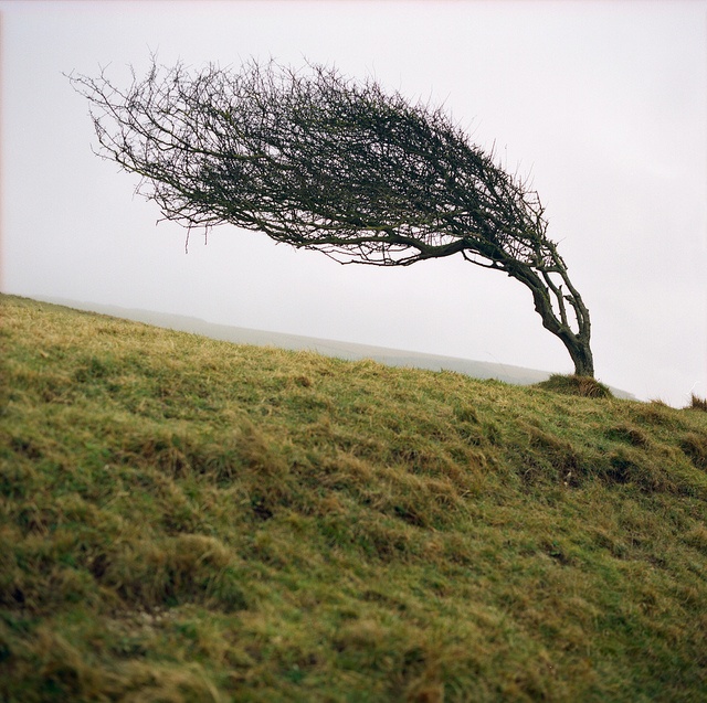 a lone tree on top of a grassy hill