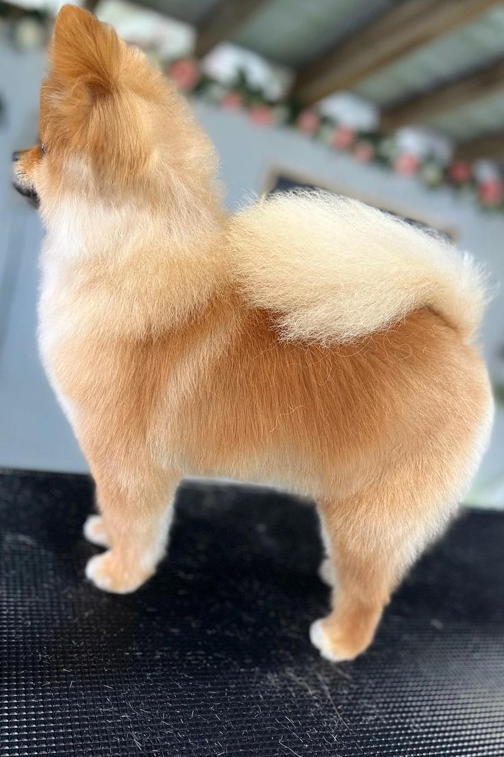 a small brown and white dog standing on top of a black table next to a window