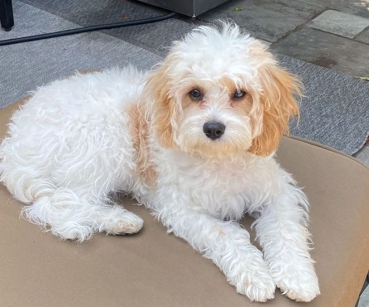 a small white dog laying on top of a cushion