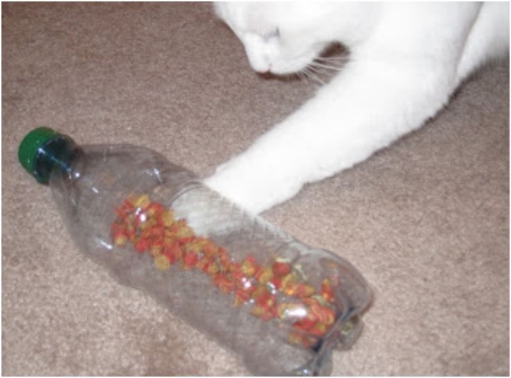 a white cat playing with a plastic bottle filled with candy corn kernels on the floor