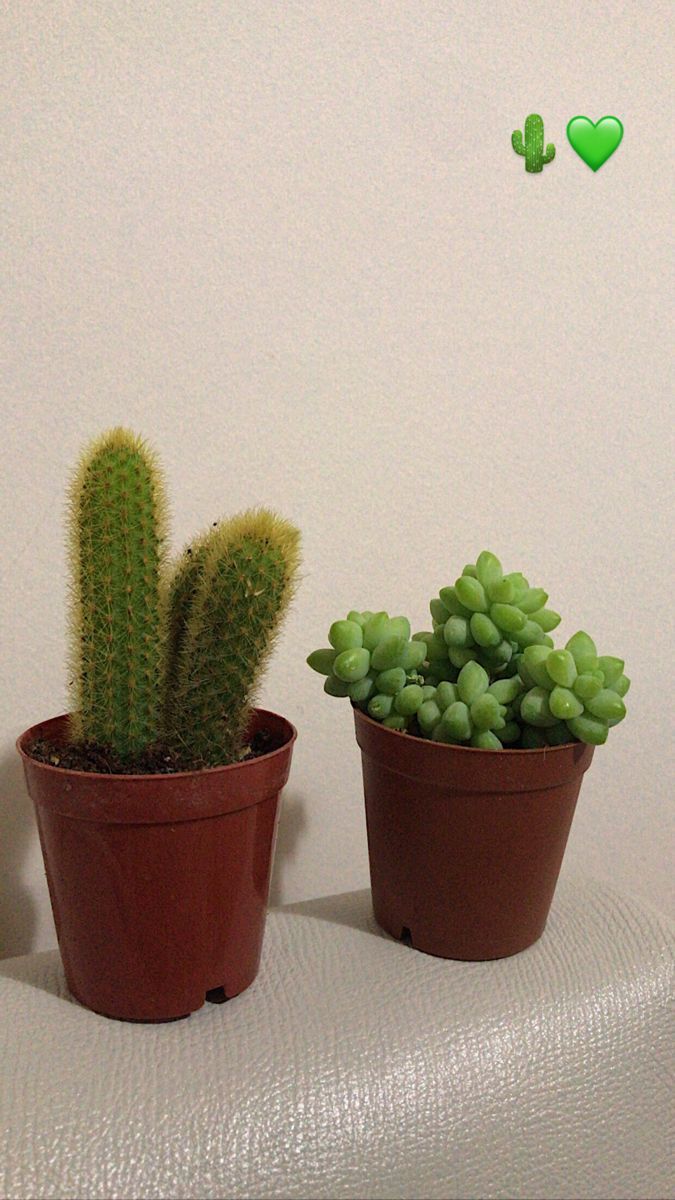 two potted plants sitting next to each other on a table