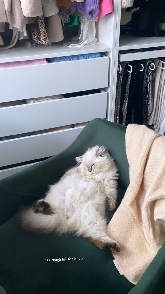 a white cat laying on top of a green chair next to a closet filled with clothes