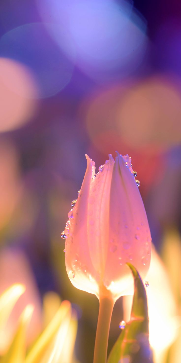 a pink flower with drops of water on it's petals in front of blurry background