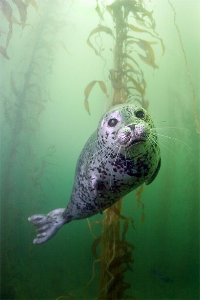 a seal is swimming in the water near seaweed