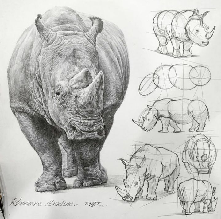 the rhinoceros and rhinos are shown in this drawing