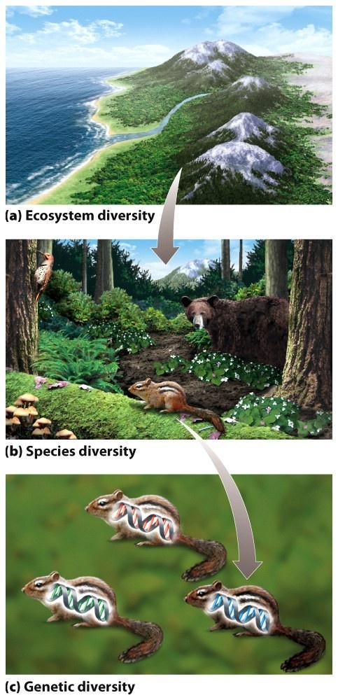 the different stages of an animal's life cycle