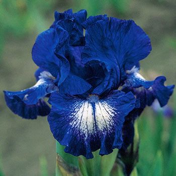 a blue flower that is growing in the grass