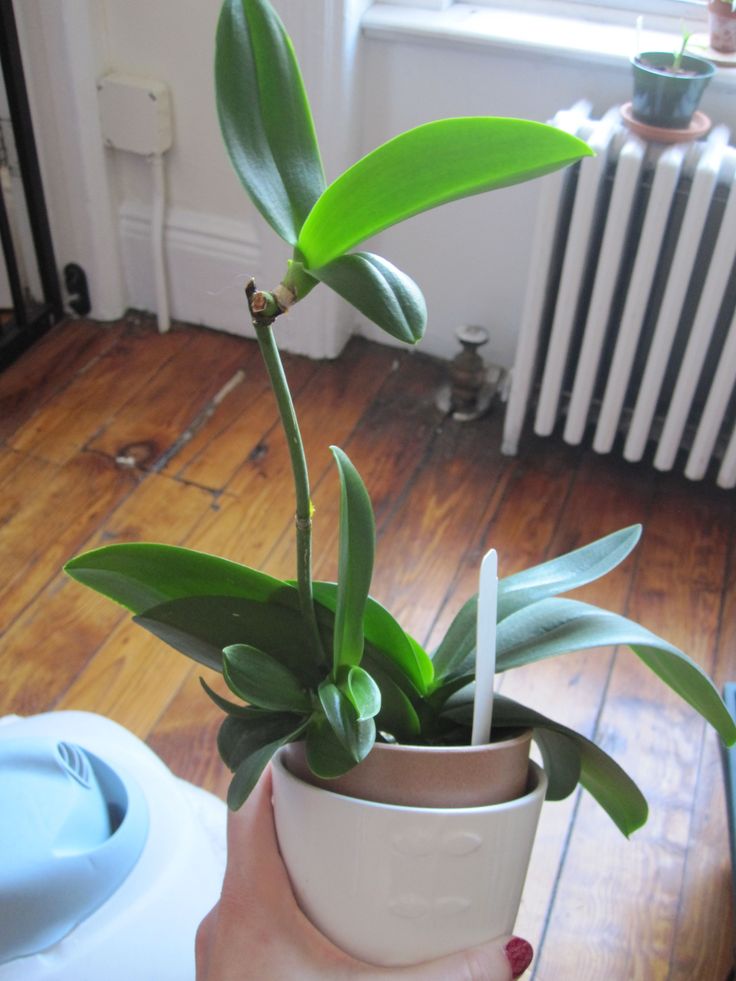 a person holding a potted plant in front of a radiator on the floor