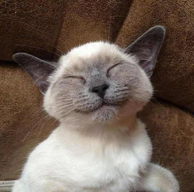 a white and gray cat laying on top of a brown couch with its eyes closed