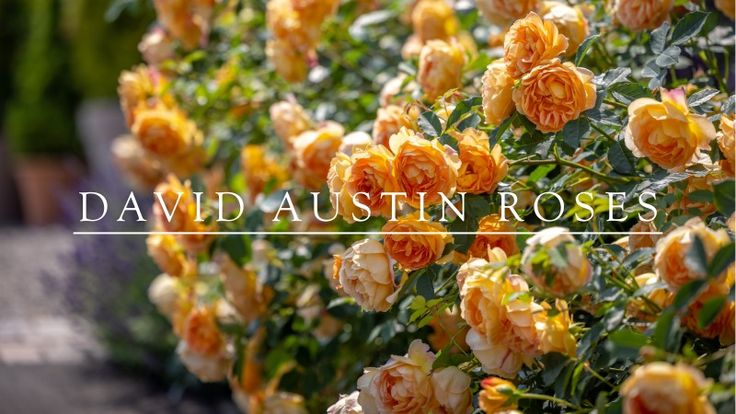 David Austin Roses