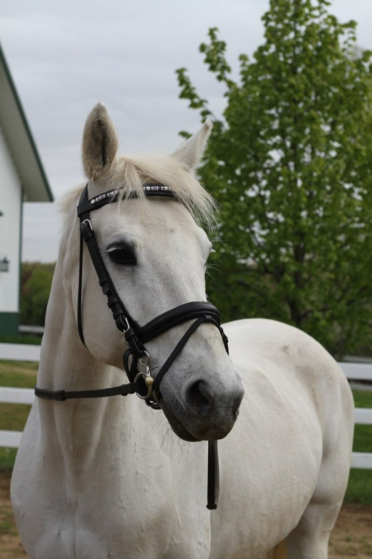 a white horse wearing a bridle standing in front of a fenced area