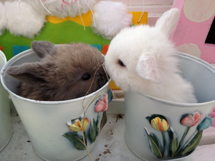 two hamsters are in flower pots with flowers painted on the cups and one is sticking its head out